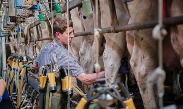 Man applying clusters to cows in milking parlour